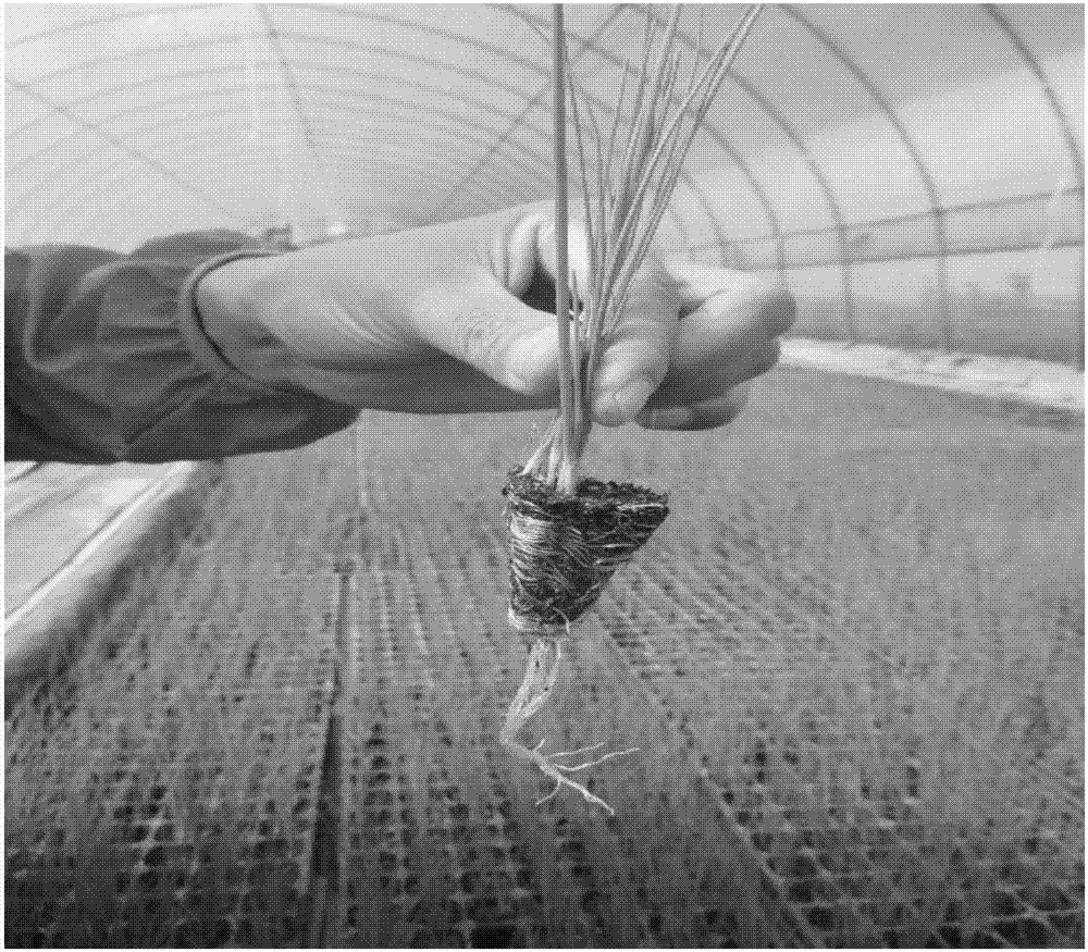Alpine allium schoenoprosum drought floating type seedling culture method