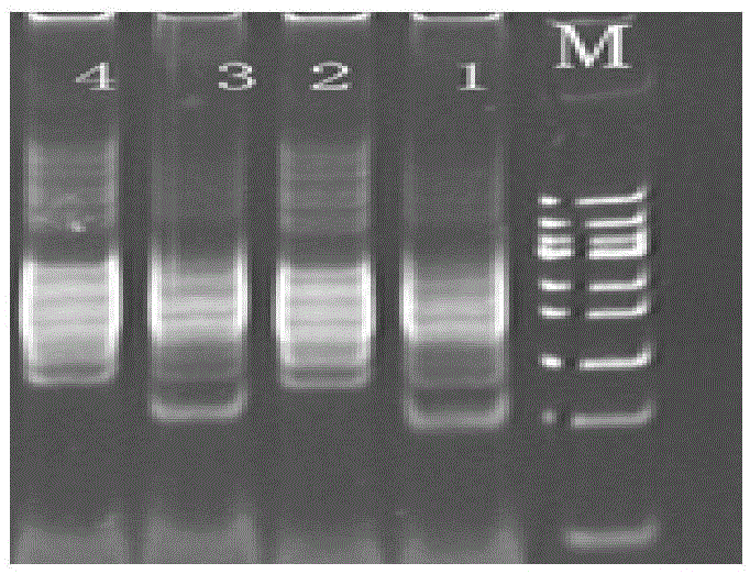 High-throughput multi-site human short fragment tandem repeat sequence detection kit as well as preparation and application thereof