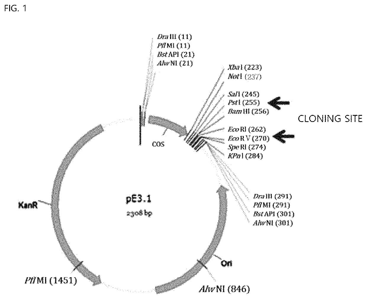 Nucleic acid simultaneously inhibiting expression of AR gene and mTOR gene