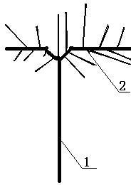 Method for pruning and shaping kiwi fruit plant