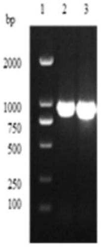 Common wild rice root-specific promoter orrsgp and its application