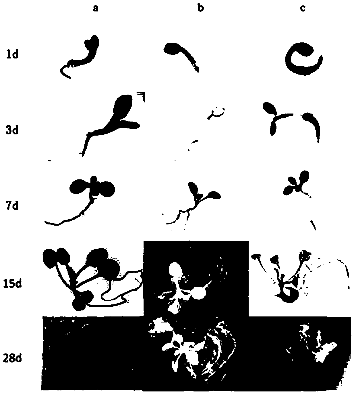 Common wild rice root-specific promoter orrsgp and its application