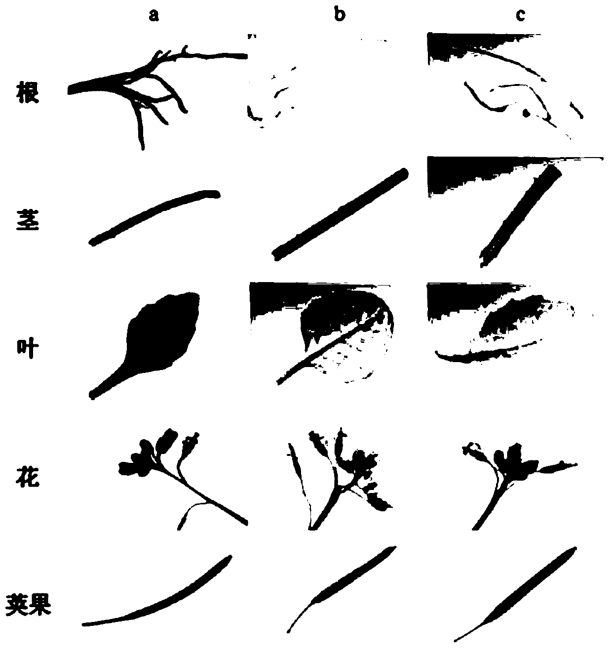 Common wild rice root-specific promoter orrsgp and its application