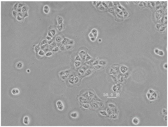 A cell culture microfluidic chip with self-antibacterial function