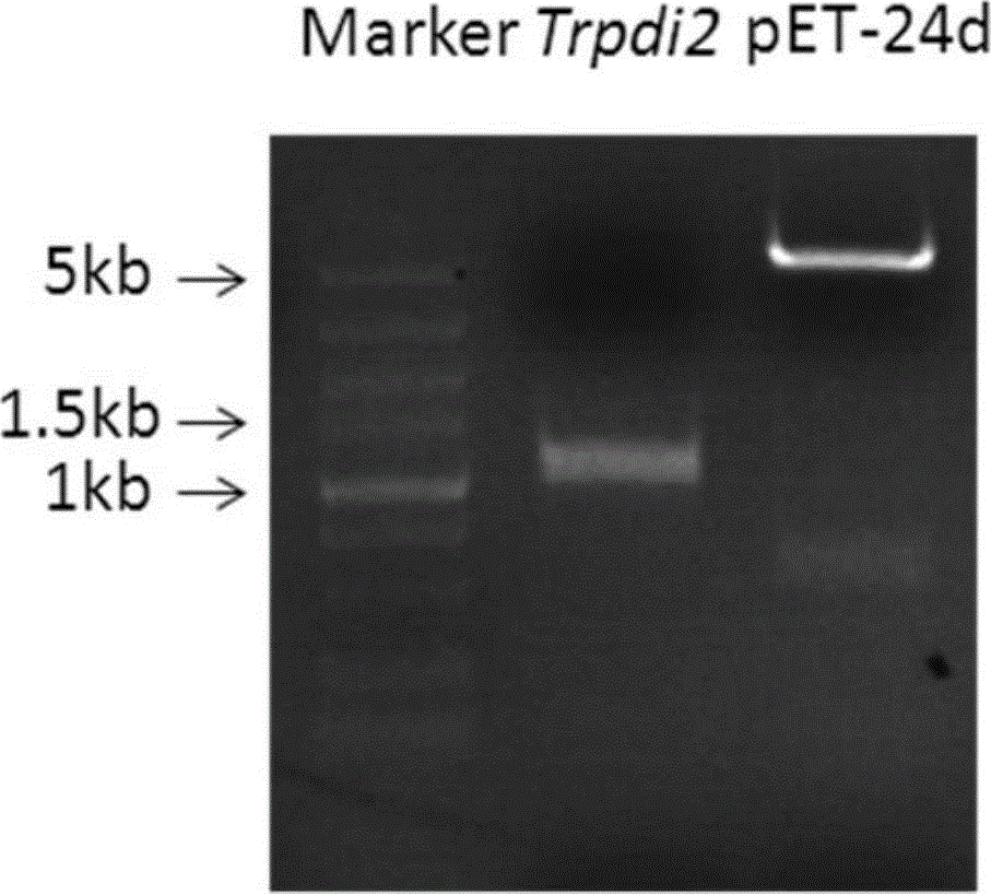 Disulfide bond isomerase gene Trpdi2 from Trichoderma reesei and application thereof