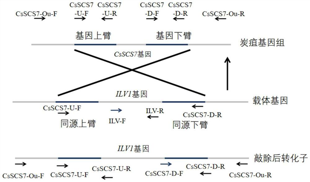 Application of colletotrichum gloeosporioides fatty acid hydroxylase CsSCS7 and method for constructing gene knockout vector and gene knockout mutant