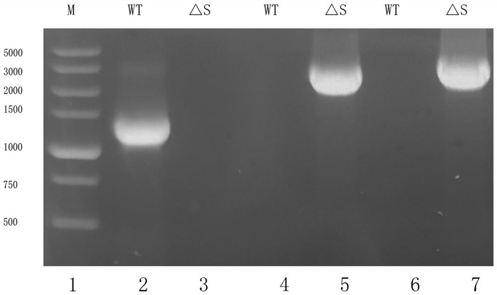 Application of colletotrichum gloeosporioides fatty acid hydroxylase CsSCS7 and method for constructing gene knockout vector and gene knockout mutant