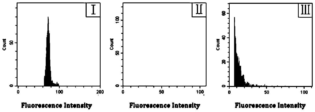 Method for screening new triploid germplasm from seedlings of white flesh loquat