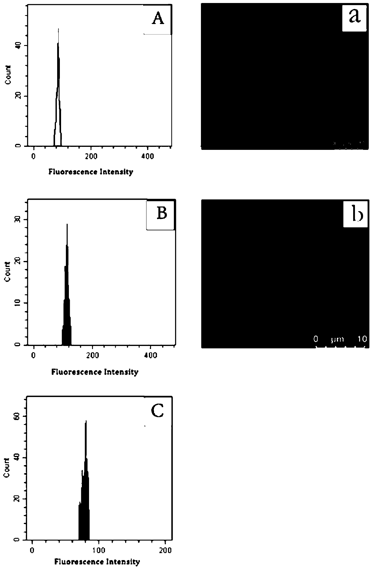 Method for screening new triploid germplasm from seedlings of white flesh loquat