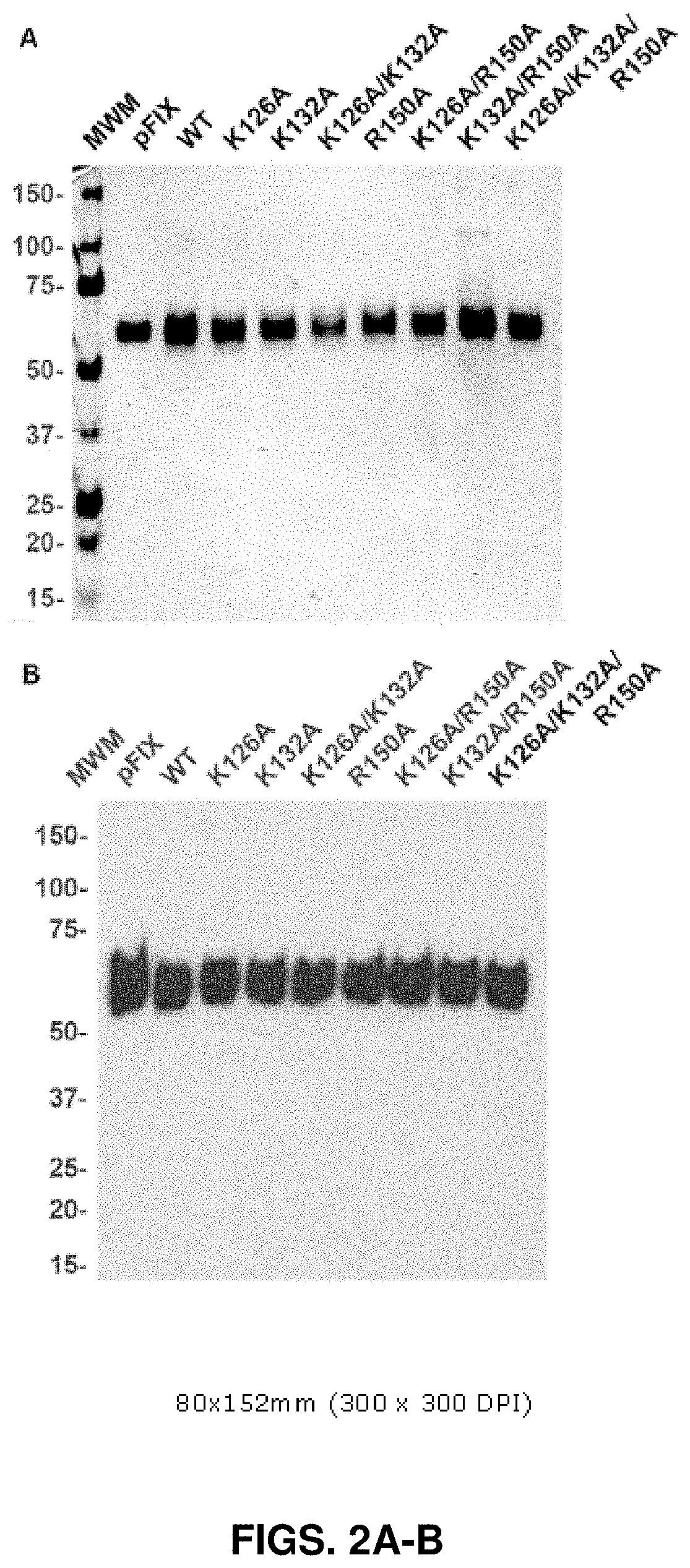 Factor ix variants and methods of use therefor