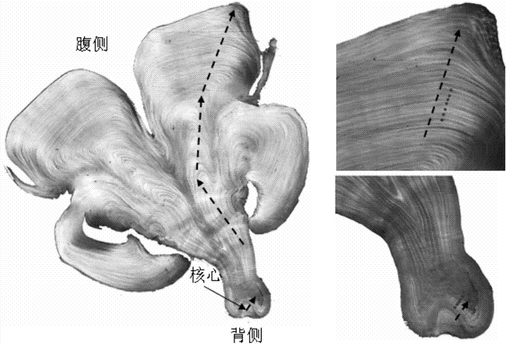 Method for determining age of Ommastrephidae by using inner shell