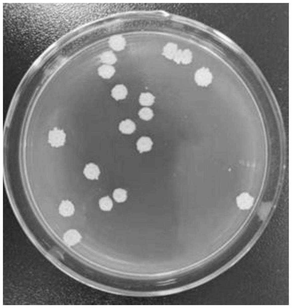 Bacillus velezensis and application thereof