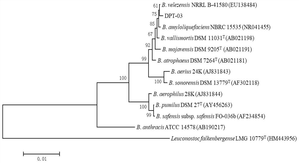 Bacillus velezensis and application thereof