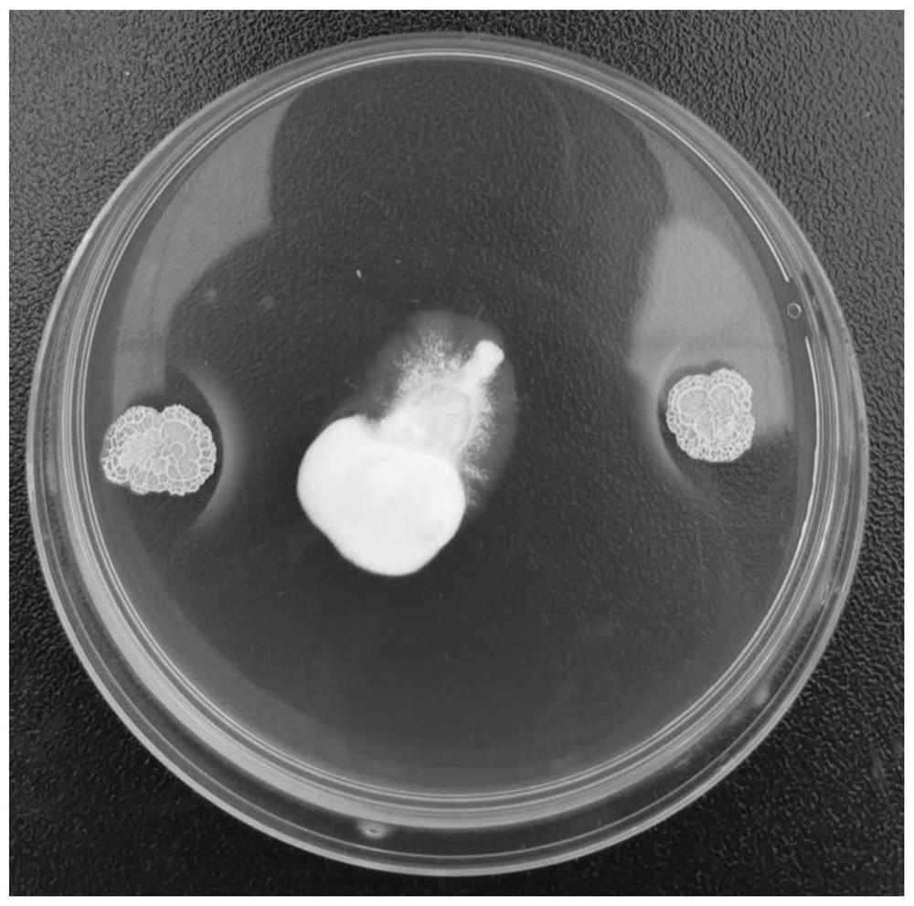 Bacillus velezensis and application thereof