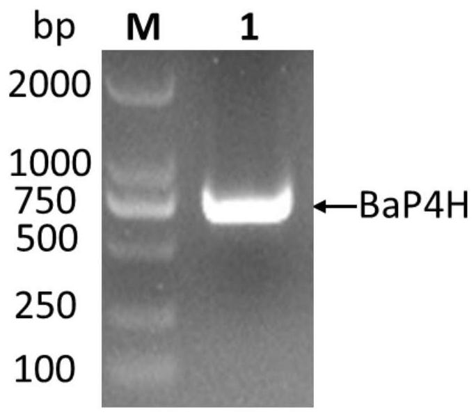 Recombinant human fusion collagen as well as efficient hydroxylation method and application thereof