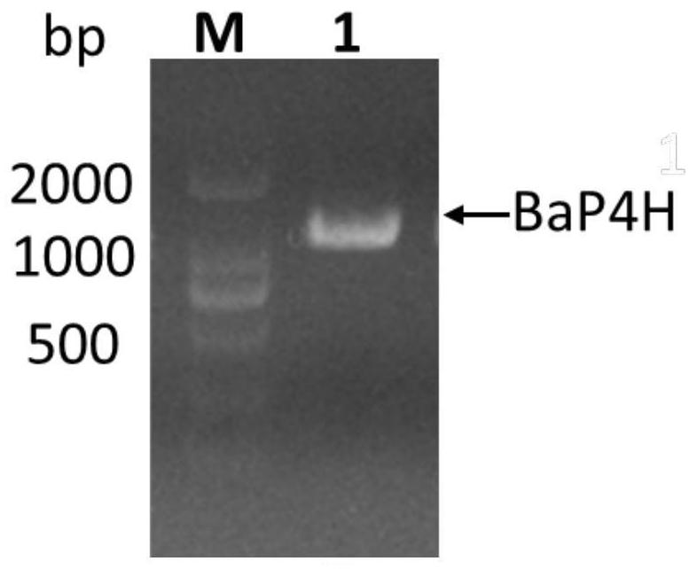 Recombinant human fusion collagen as well as efficient hydroxylation method and application thereof