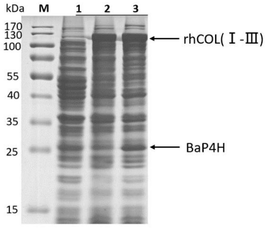 Recombinant human fusion collagen as well as efficient hydroxylation method and application thereof