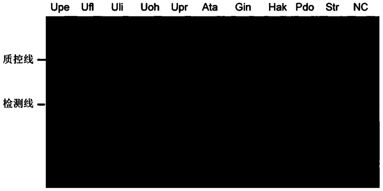 Primer and probe sequences for Ulva pore lamp-lfd detection