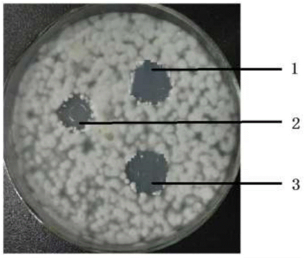 Preparation method of natural colorless biological mildew-proof anticorrosive bactericide