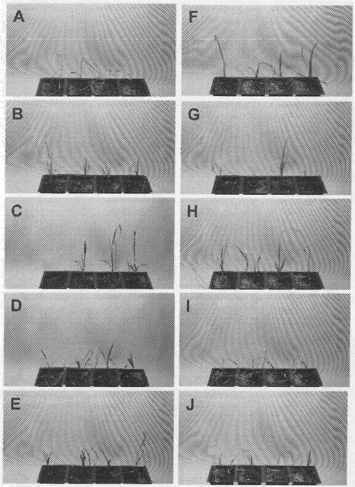 Plants having increased tolerance to herbicides