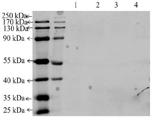 Hybridoma cell line stably secreting anti-pedv monoclonal antibody and its secreted antibody and application