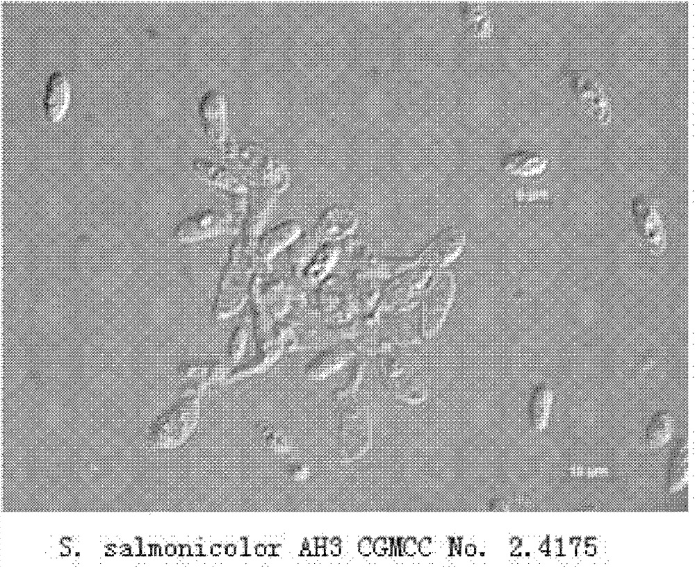 Yeast strain for producing biosurfactant and application thereof