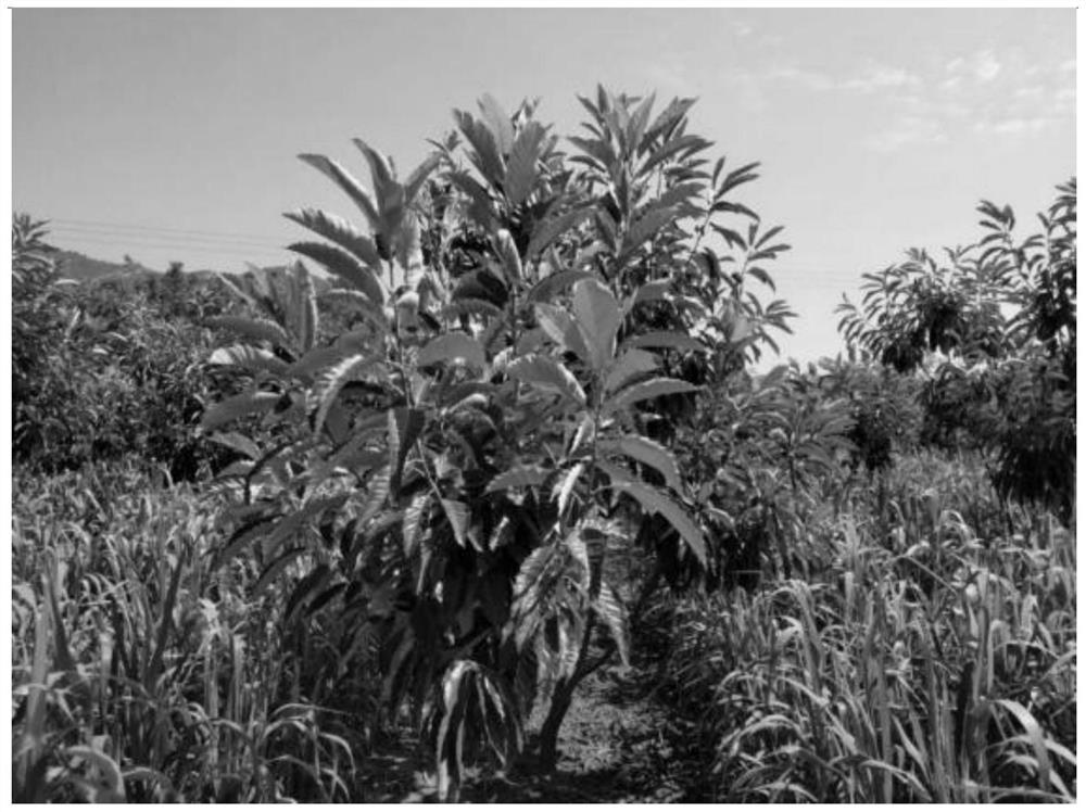 Castanea mollissima-shade-tolerant millet three-dimensional interplanting method with synergistic and consistent key growth stages