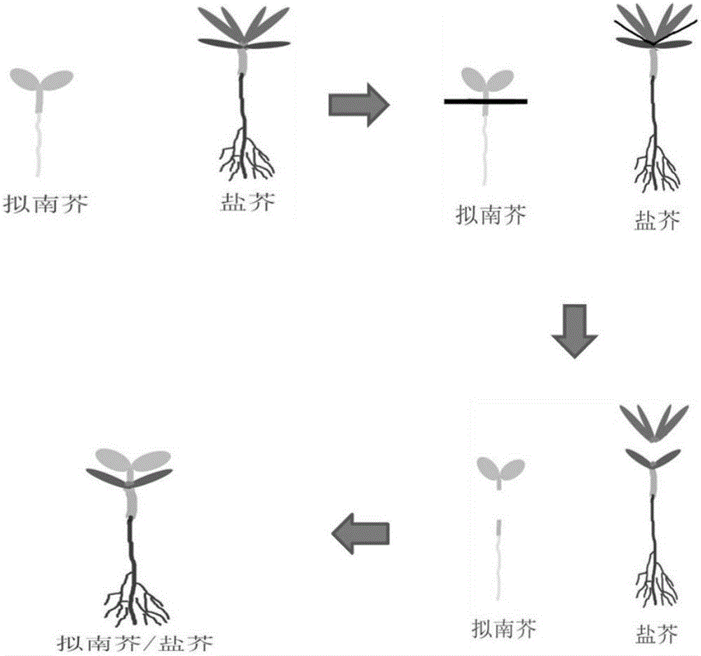 Sterile grafting method of Arabidopsis/thellungiella halophila