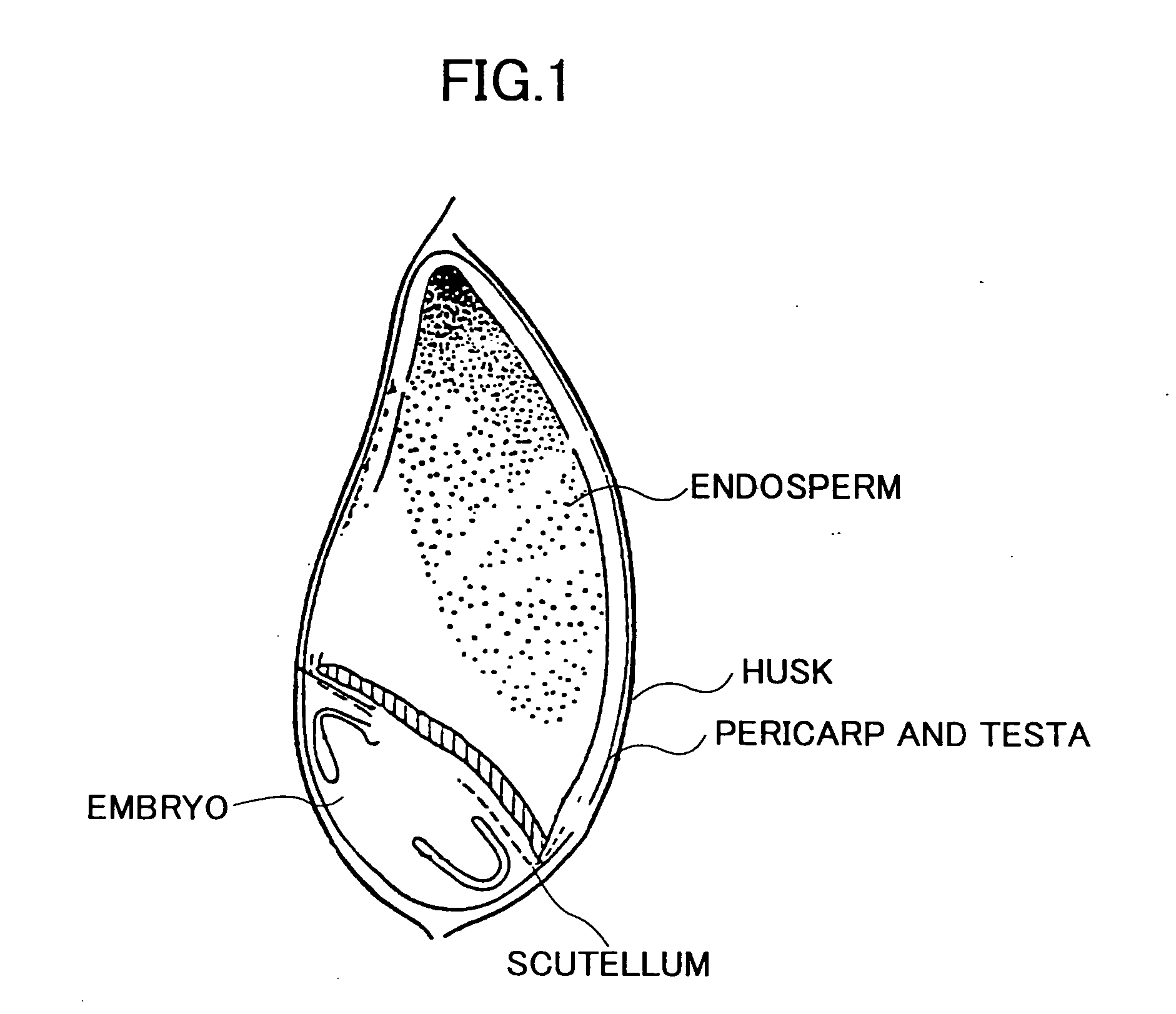 Method of judging suitability of raw barley for feedstock for malt production according to staining technique