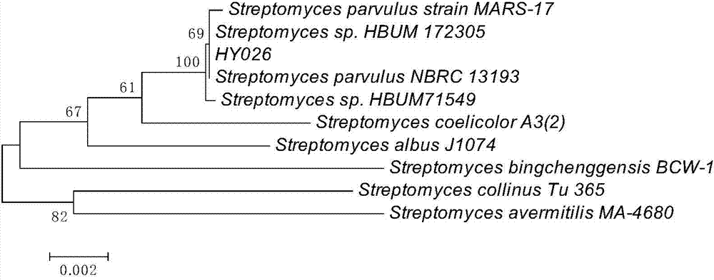 A marine Streptomyces parvum and its application in quorum sensing inhibition