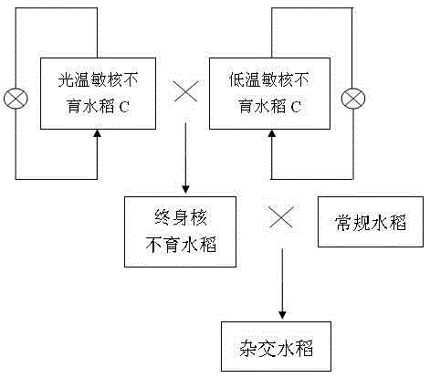 Method for preparing rice genetic male sterile line by hybridization