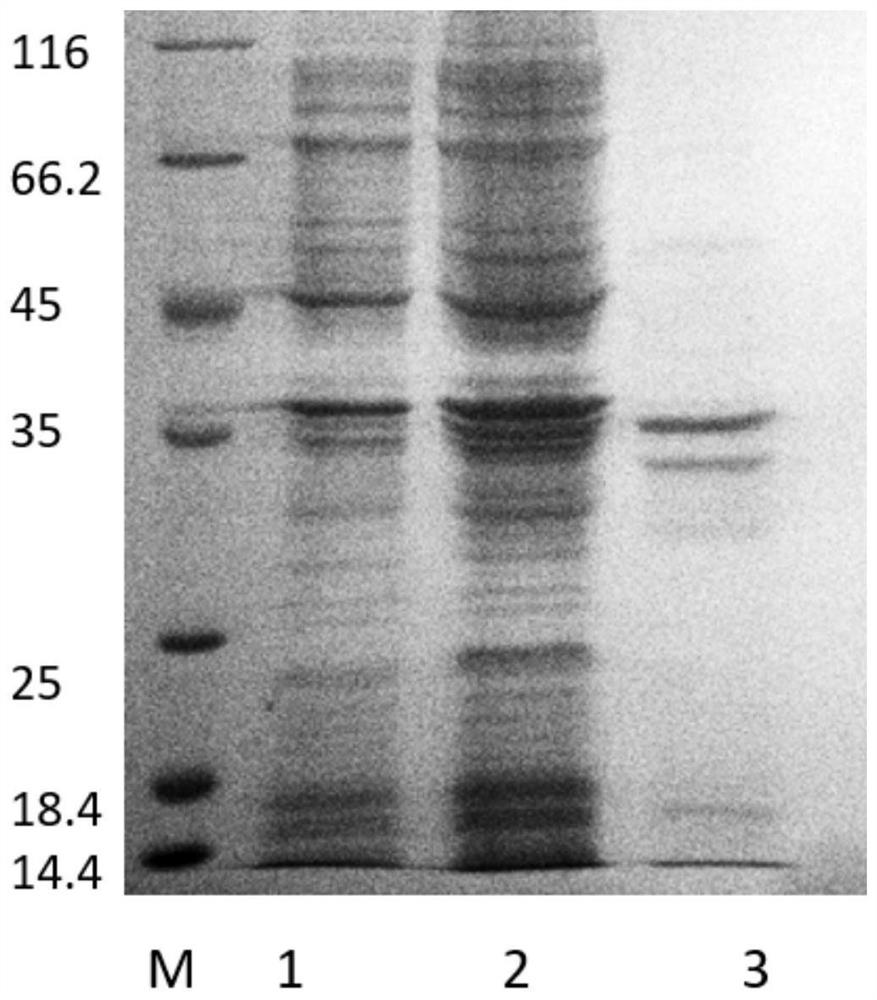 A kind of procambarus clarkii anti-lipopolysaccharide factor galf1 gene, its encoded galf1 protein and its application