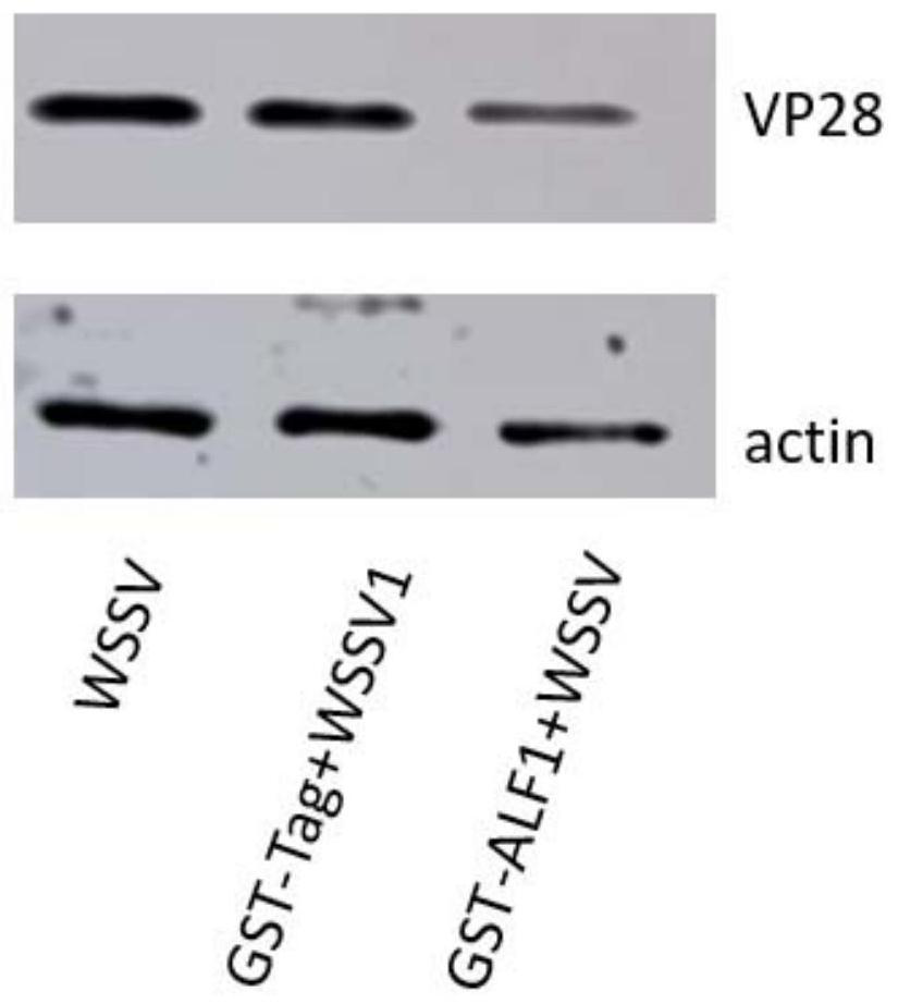 A kind of procambarus clarkii anti-lipopolysaccharide factor galf1 gene, its encoded galf1 protein and its application