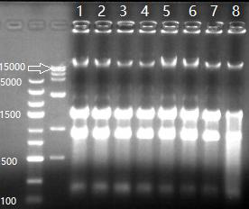 A kind of enzyme-free whole nucleic acid extraction kit