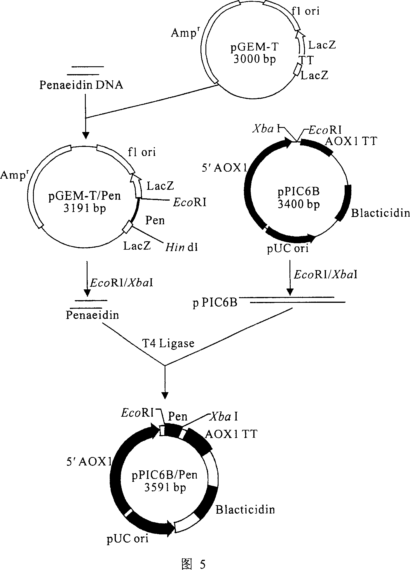 Yeast engineered bacteria for expressing recombinant prawn protein Pen9 and its preparation method and uses