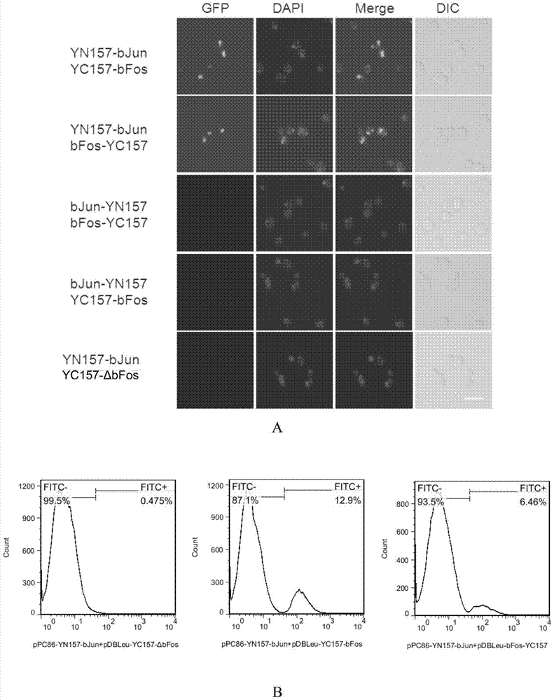 Method for screening interacting protein based on bimolecular fluorescence complementation technique