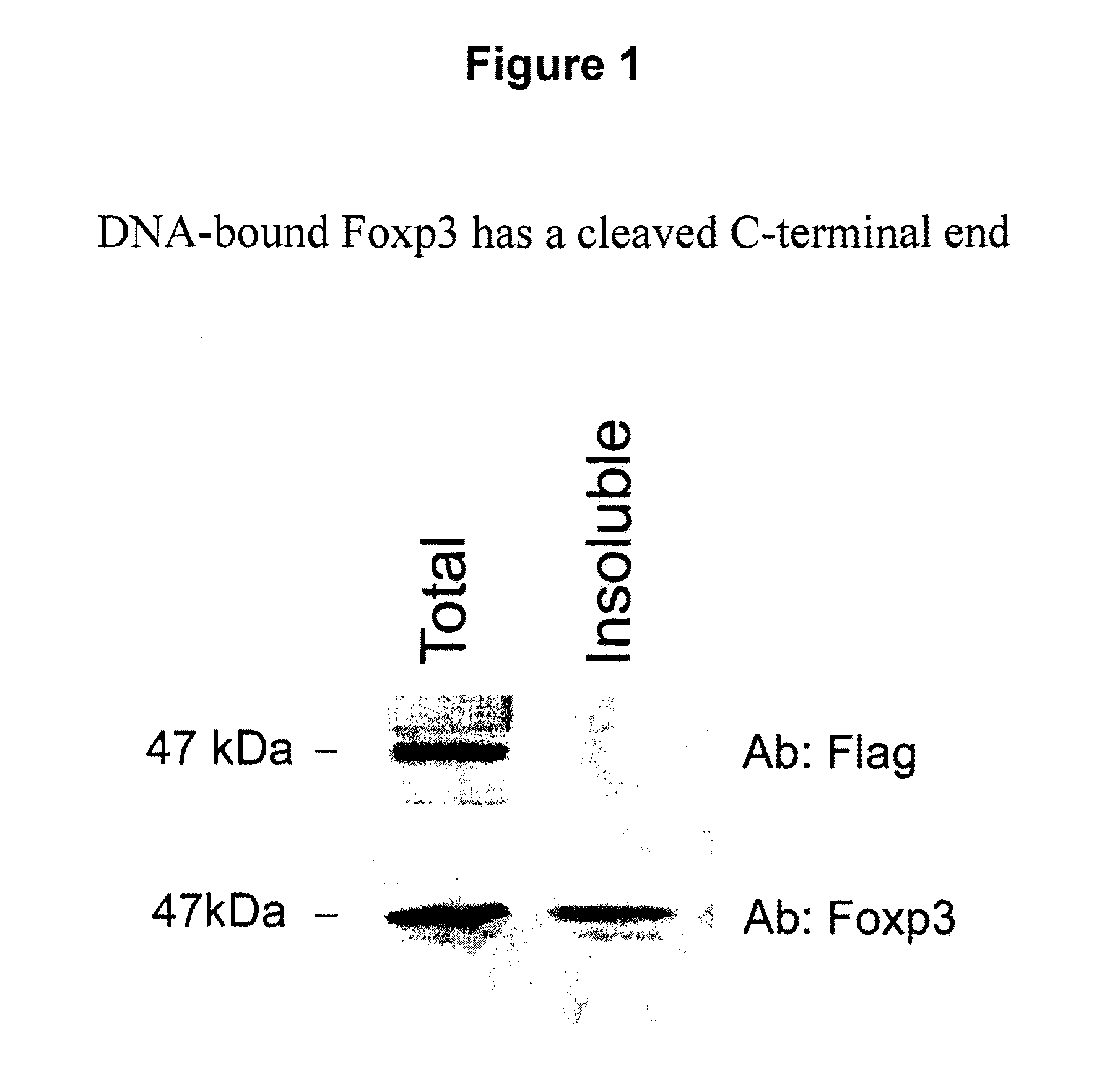 Compositions and Methods for Regulating T-Cell Activity