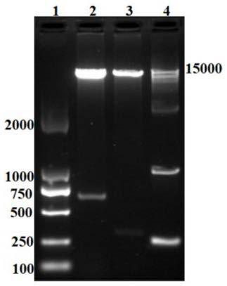Nicotiana alata gene NaD1 promoter and use thereof