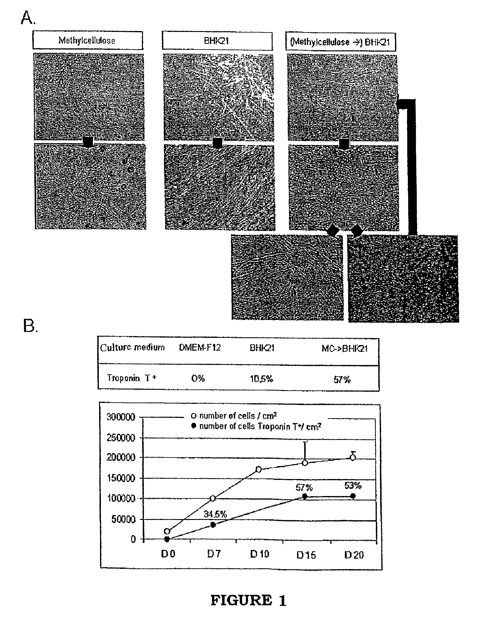Method for culturing cells derived from the adipose tissue and uses thereof