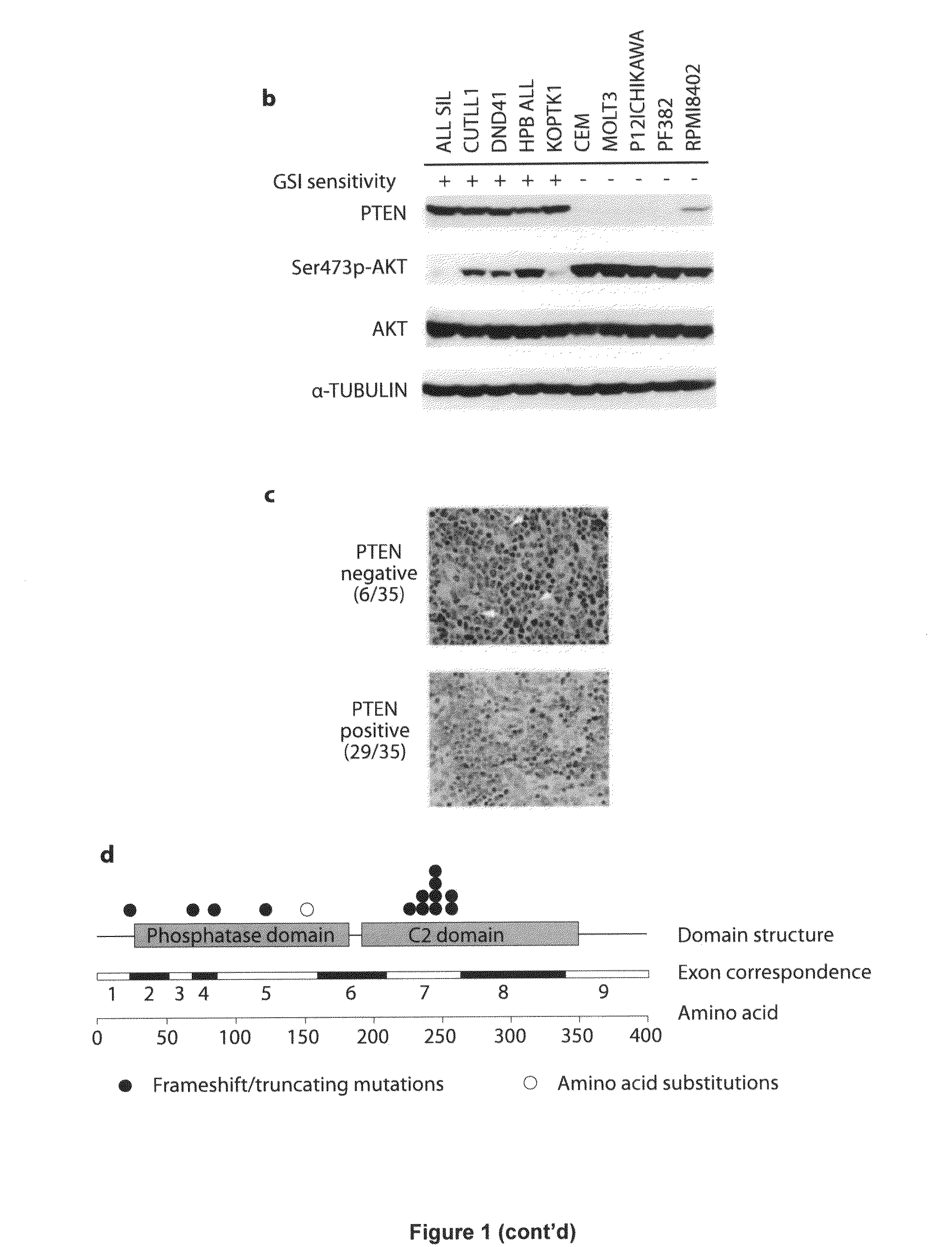 Methods and compositions for treating t-cell leukemia