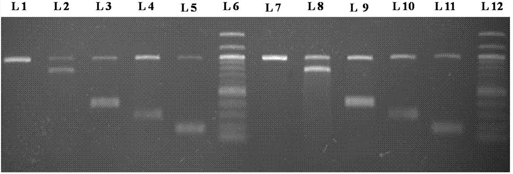 Multi-PCR detection kit and method for identifying poultry salmonella