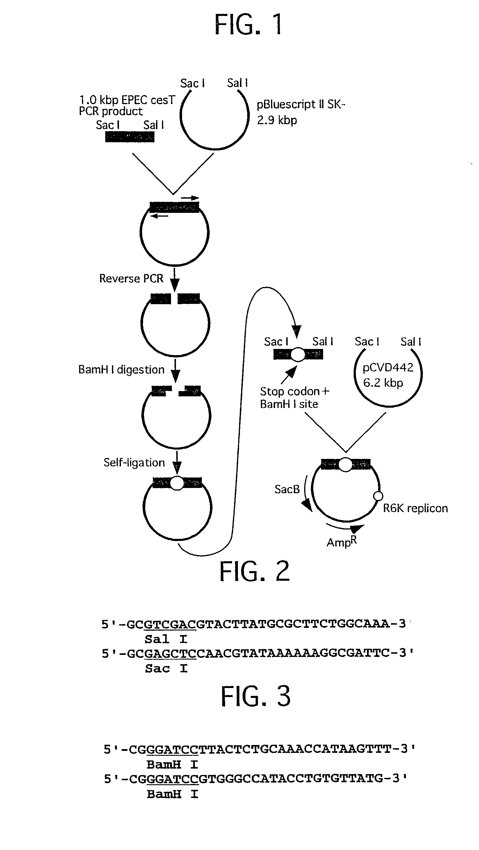 Method for detecting substances inhibiting the bacterial type III secretion mechanism and function of secretory proteins thereof