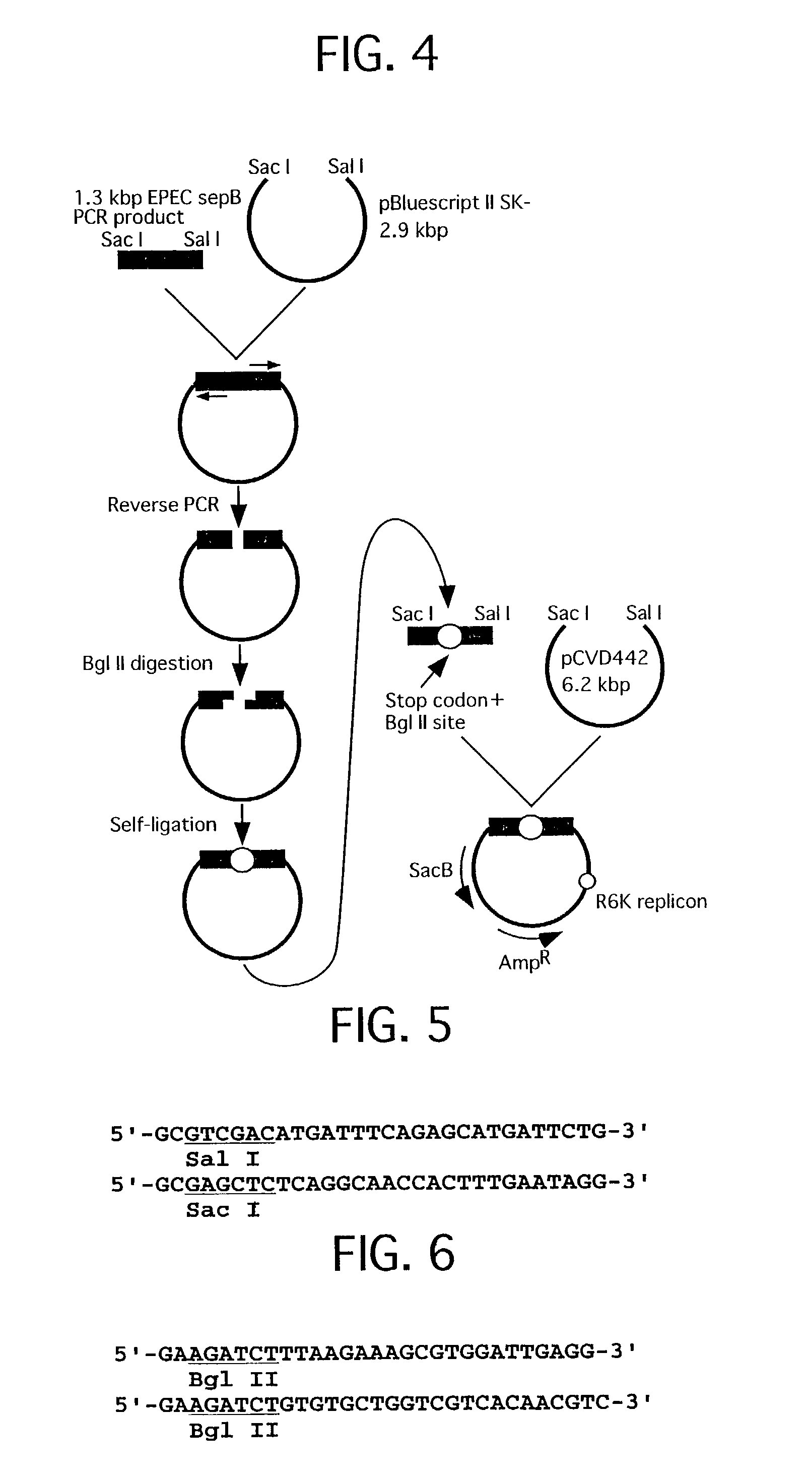 Method for detecting substances inhibiting the bacterial type III secretion mechanism and function of secretory proteins thereof