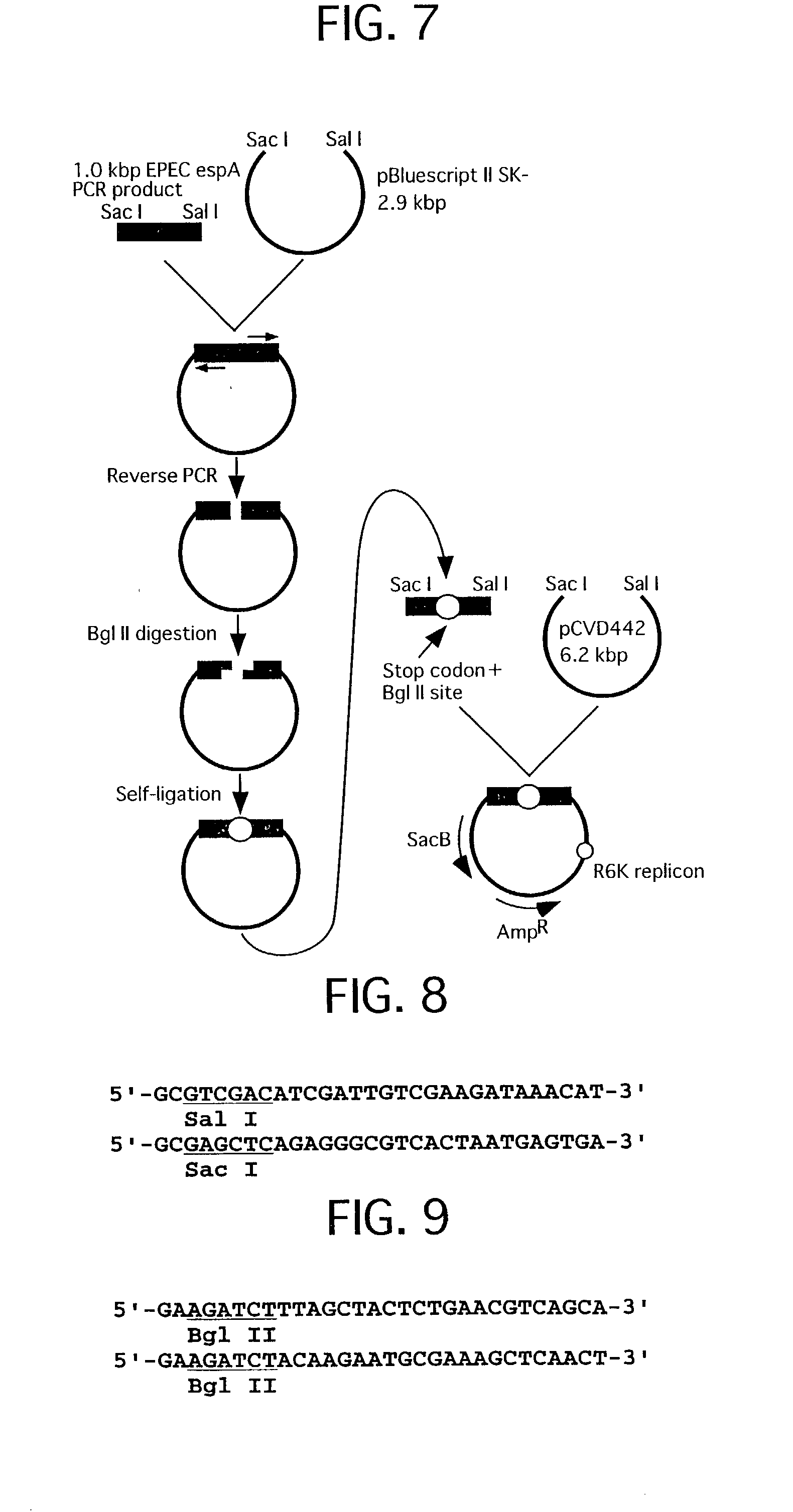 Method for detecting substances inhibiting the bacterial type III secretion mechanism and function of secretory proteins thereof