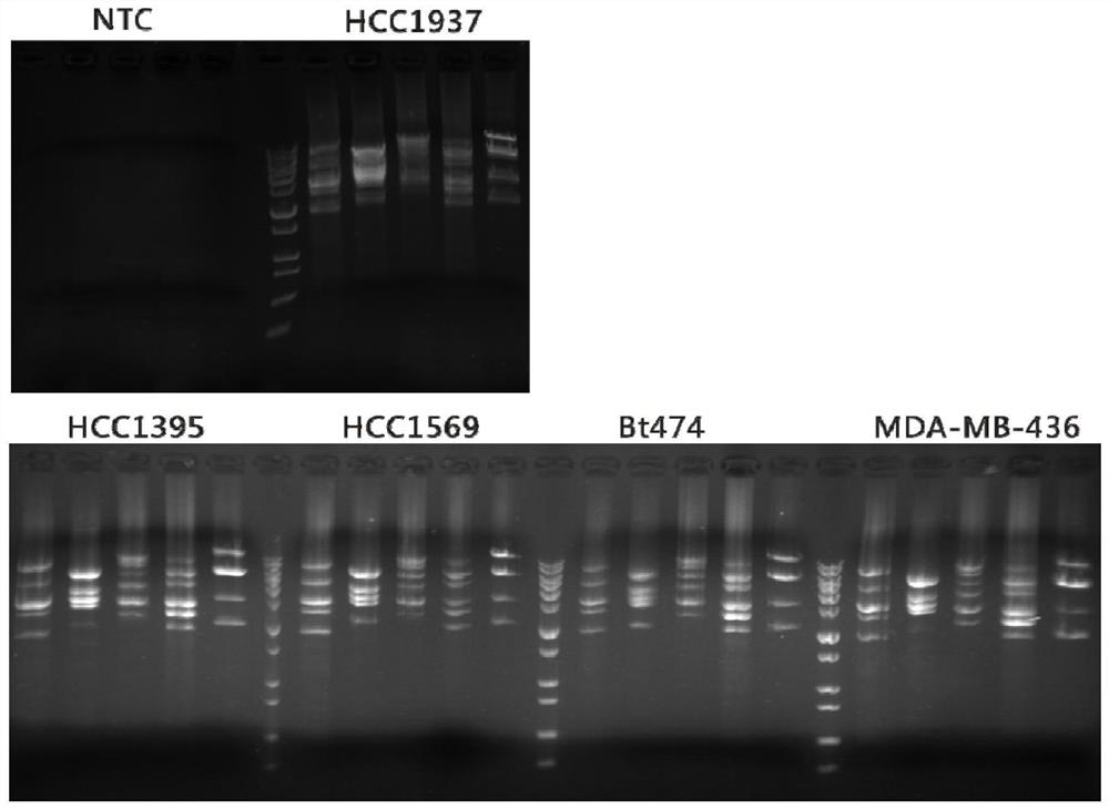 A primer, method, kit and application for enriching target regions of brca1 and brca2 genes