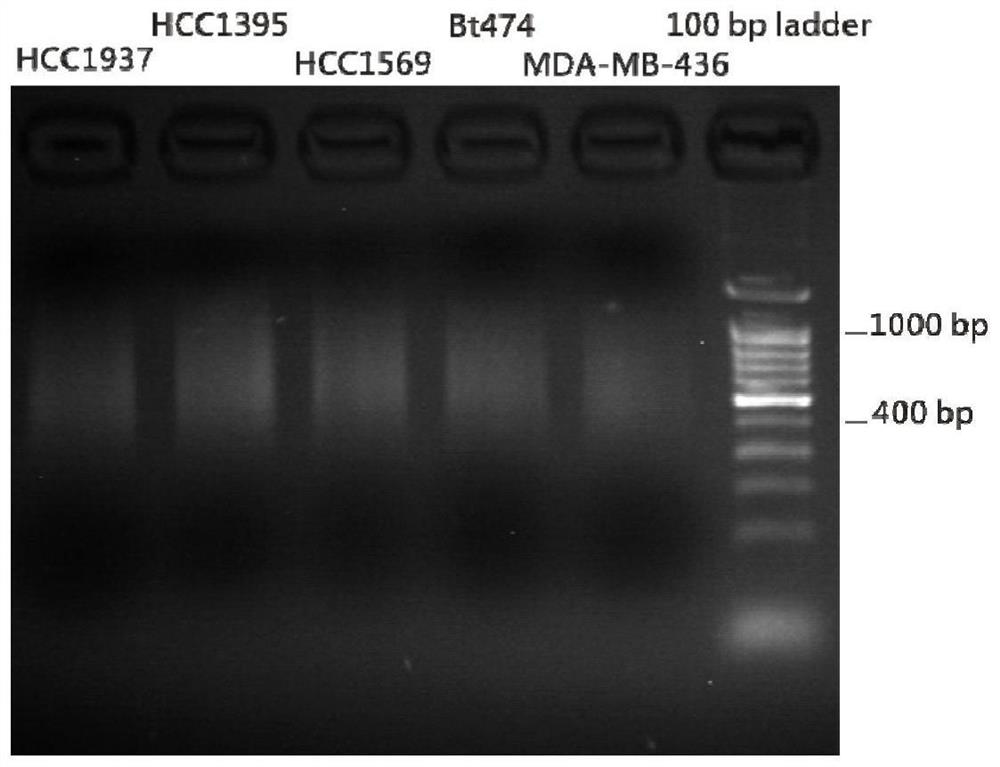 A primer, method, kit and application for enriching target regions of brca1 and brca2 genes