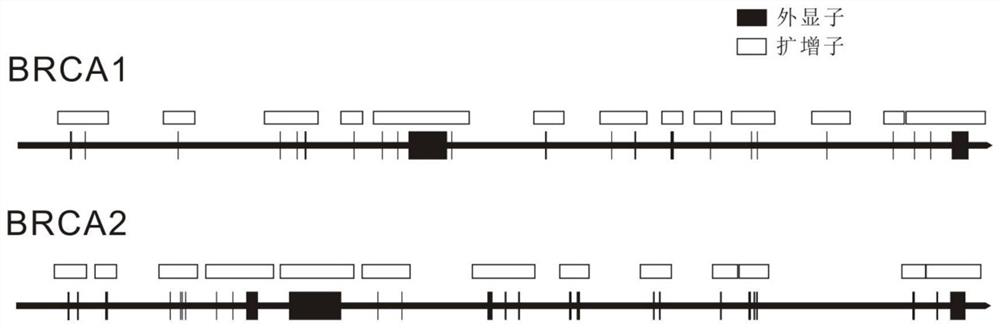 A primer, method, kit and application for enriching target regions of brca1 and brca2 genes