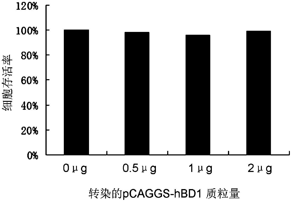 Application of a kind of human β-defensin-1 in the preparation of medicine for treating or preventing hepatitis B virus infection