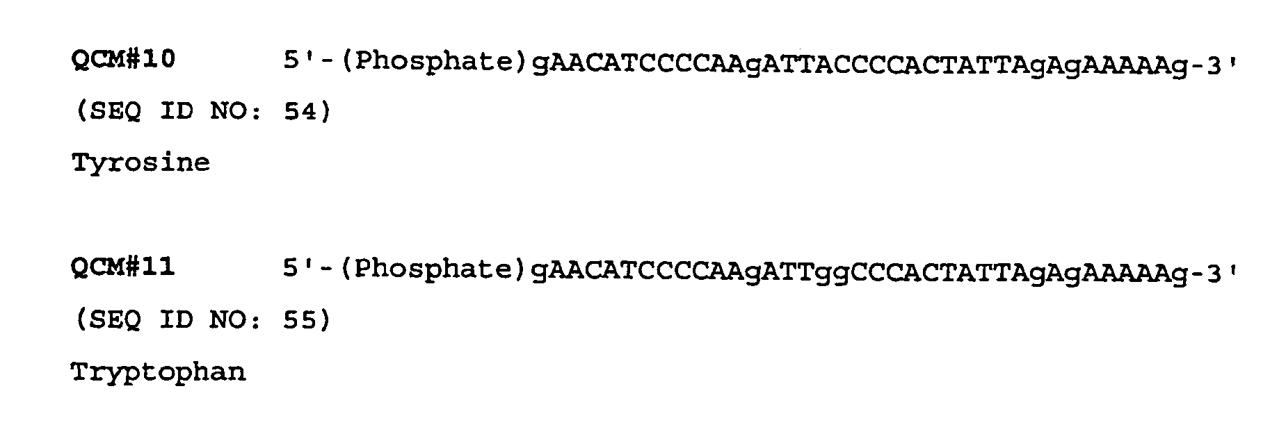 DNA polymerase compositions for quantitative PCR and methods thereof