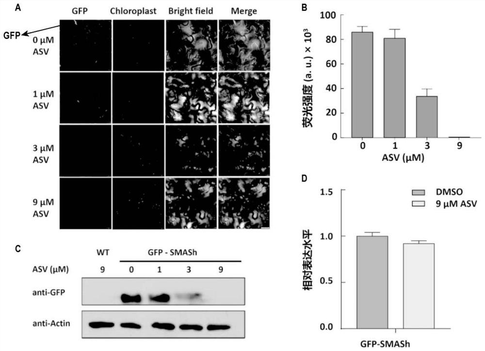 Establishment of method for directly reducing protein levels in plants